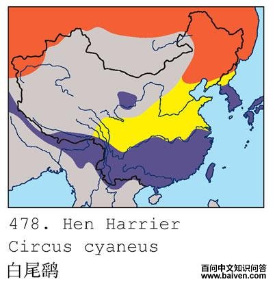 ��β�εĵ����ֲ�ͼ