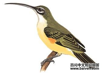 ���첶�����ͼ��