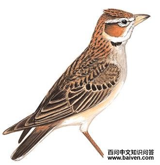 ��������ͼ��