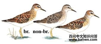 ��ֺ���ֵ�ͼ��