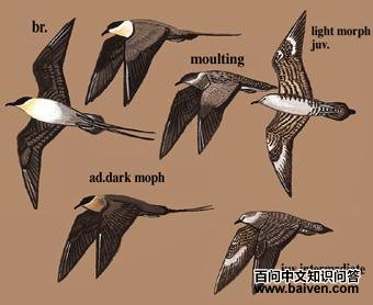 ��β��Ÿ��ͼ��