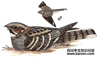 ��βҹӥ��ͼ��