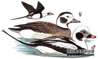 ��βѼ��ͼ��