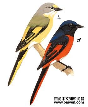 ��βɽ�����ͼ��