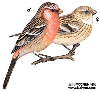 ��βȸ��ͼ��