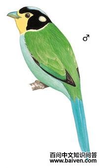 ��β�������ͼ��