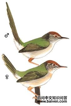 ��β��Ҷݺ��ͼ��