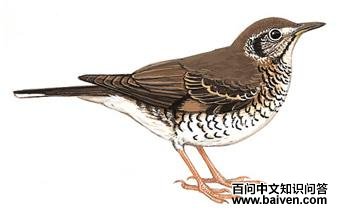 ��β����ͼ��