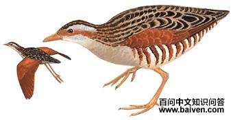 ����������ͼ��