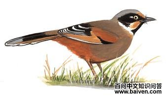 ��ɫ���̵�ͼ��