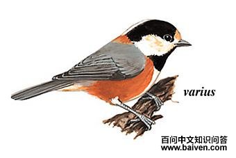 ��ɫɽȸ��ͼ��