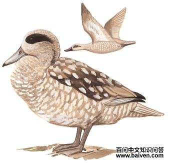 ��ʯ��Ѽ��ͼ��