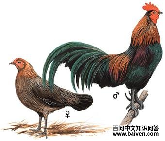 ԭ����ͼ��