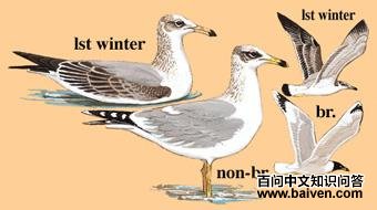 ��Ÿ��ͼ��