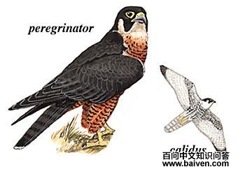 ������ͼ��