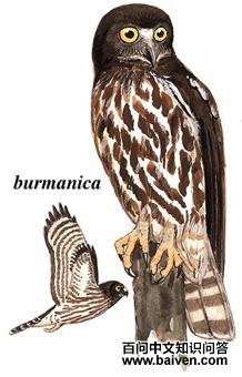 ӥ�^��ͼ��