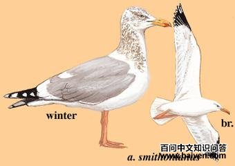 ��Ÿ��ͼ��