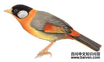 ������˼���ͼ��