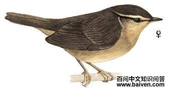 ��ɫ��ݺ��ͼ��