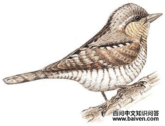 ������ͼ��