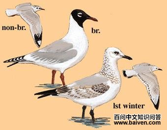 ��Ÿ��ͼ��