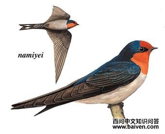 ������ͼ��