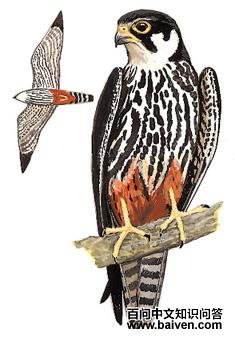 ������ͼ��