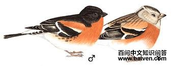 ��ȸ��ͼ��