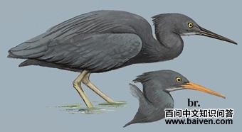 ���ص�ͼ��