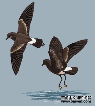 �̺ڲ�β�����ͼ��