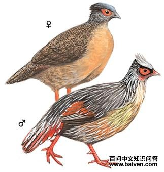 Ѫ����ͼ��