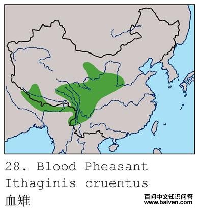 Ѫ���ĵ����ֲ�ͼ