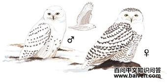 ѩ�^��ͼ��