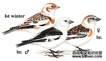 ѩ�c��ͼ��