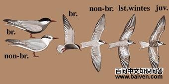 �븡Ÿ��ͼ��