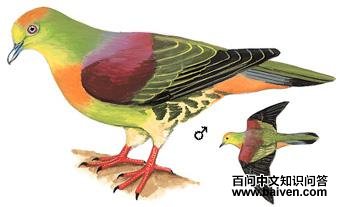 Шβ����ͼ��