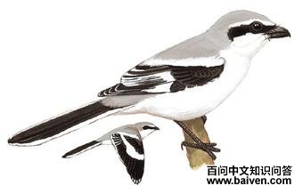 Шβ���͵�ͼ��