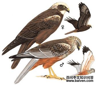 ��ͷ�ε�ͼ��