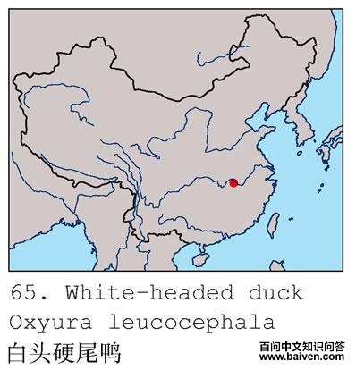 ��ͷӲβѼ�ĵ����ֲ�ͼ