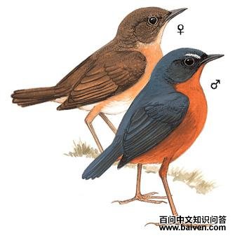 �⸹�̳���ͼ��