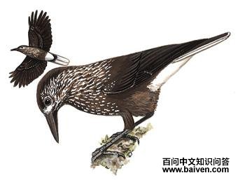 ��ѻ��ͼ��