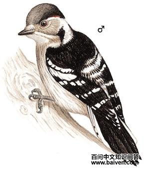 ��ͷ��ľ���ͼ��