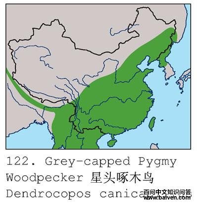 ��ͷ��ľ��ĵ����ֲ�ͼ