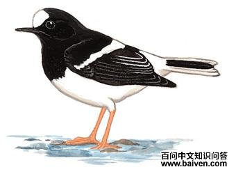 С��β��ͼ��