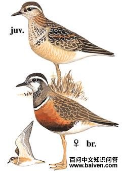 С���a��ͼ��