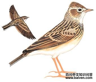 С��ȸ��ͼ��