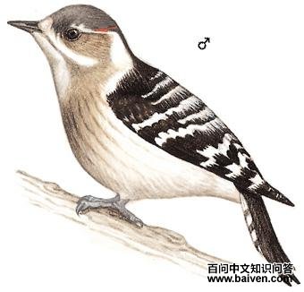 С��ͷ��ľ���ͼ��