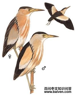 Сέ�Z��ͼ��