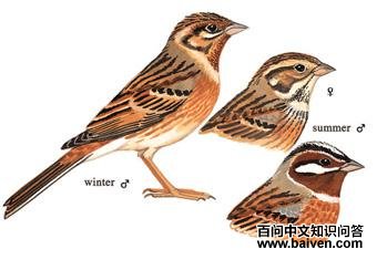 ��ͷ�c��ͼ��