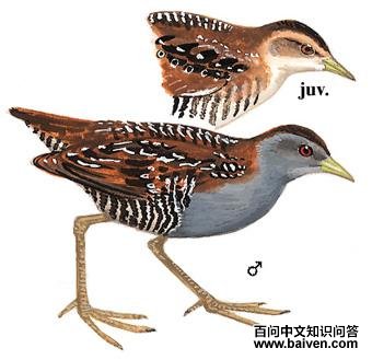 С�Ｆ��ͼ��